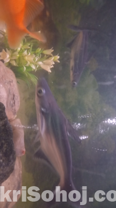Fish for sale